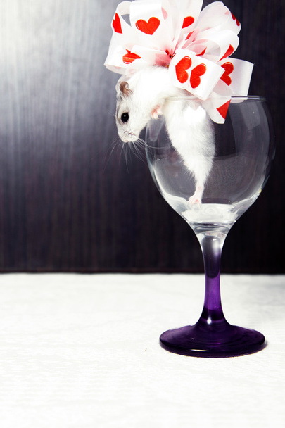 little hamster in a glass decorated with a bow - Foto, Imagen