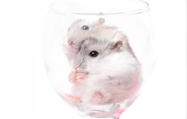 cute couple of hamsters in a glass - Fotoğraf, Görsel