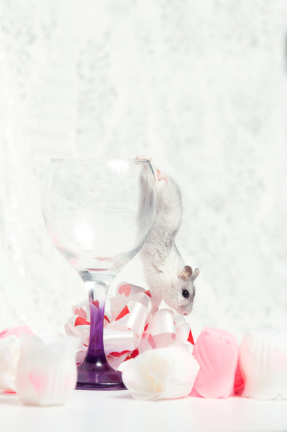 Jungar hamster climbing on a table from glass - Φωτογραφία, εικόνα