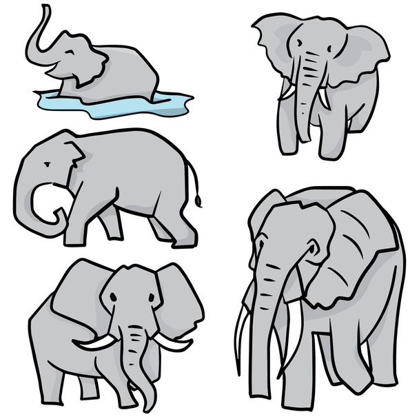 Σύνολο διανυσμάτων ελέφαντα - Διάνυσμα, εικόνα