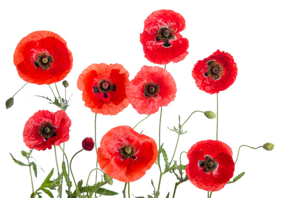 red poppies isolated on white background - Foto, imagen