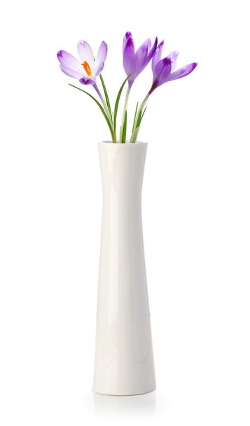 Three crocus flowers in white vase - Foto, Imagen