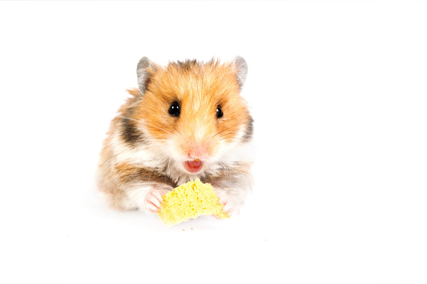 hamster zit en eet - Foto, afbeelding
