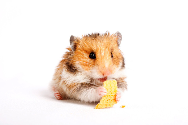 hamster zit en eet - Foto, afbeelding