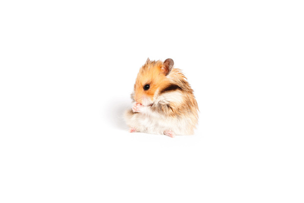 hamster sits and eats - Foto, Imagem