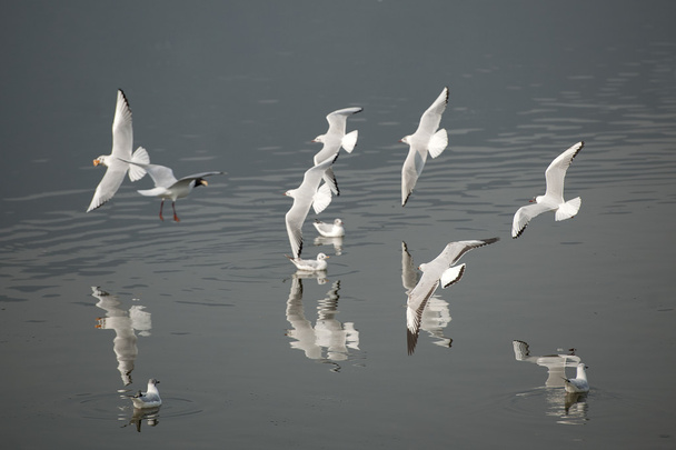 a linda gaivota de bico vermelho
 - Foto, Imagem
