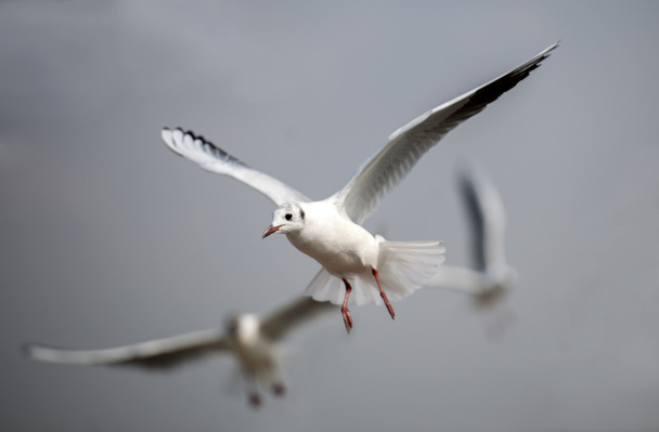 the cute red-billed gulls - Photo, Image