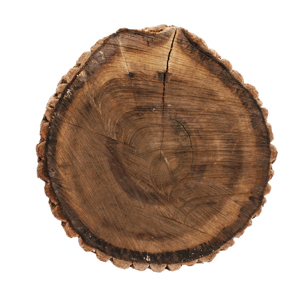 Oak stump - Foto, Imagem