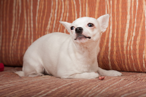 Chihuahua biały leżąc na kanapie, 3 lat kobieta. - Zdjęcie, obraz