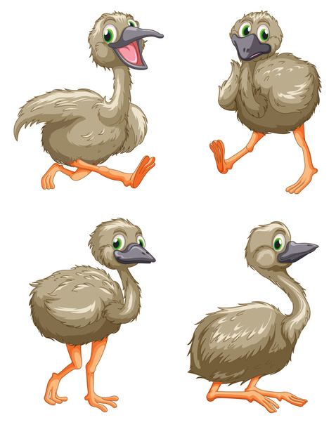 Emu ostrich series - Vector, Image