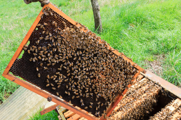 Colmeia aberta, apicultura
 - Foto, Imagem