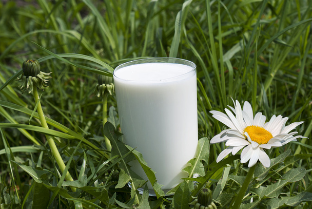 Fresh milk - Foto, Bild