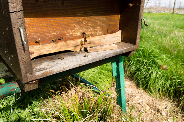 Μέλισσες σπίτι είσοδο λεπτομέρεια - Φωτογραφία, εικόνα