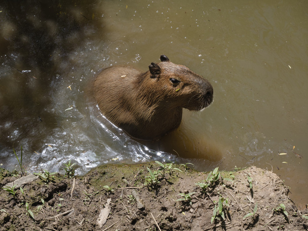 Capybara, το μεγαλύτερο τρωκτικό - Φωτογραφία, εικόνα