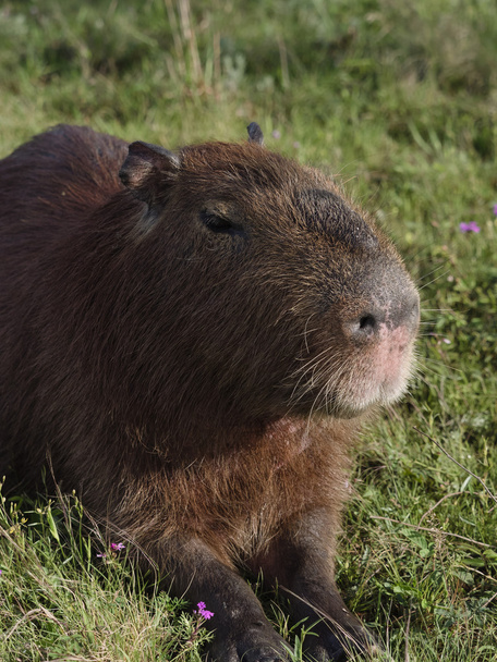 Capybara, the largest rodent - Photo, Image