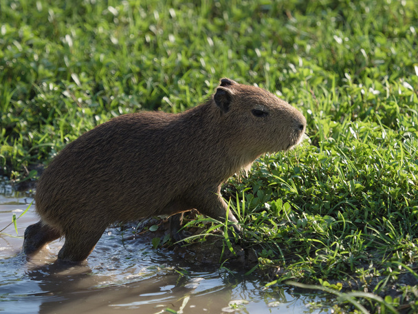 Μωρό Capybara, το μεγαλύτερο τρωκτικό - Φωτογραφία, εικόνα