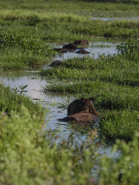 Capibara, en büyük kemirgen - Fotoğraf, Görsel