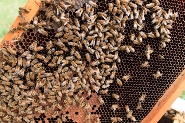 Včelí královna zblízka - Fotografie, Obrázek