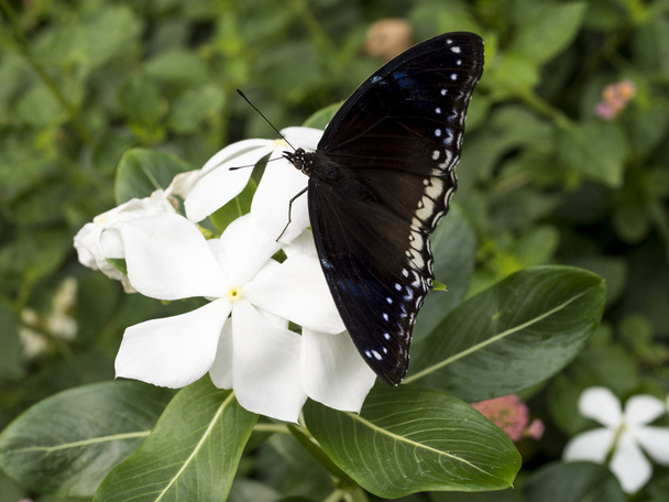 Close-up van vlinder 18 - Foto, afbeelding