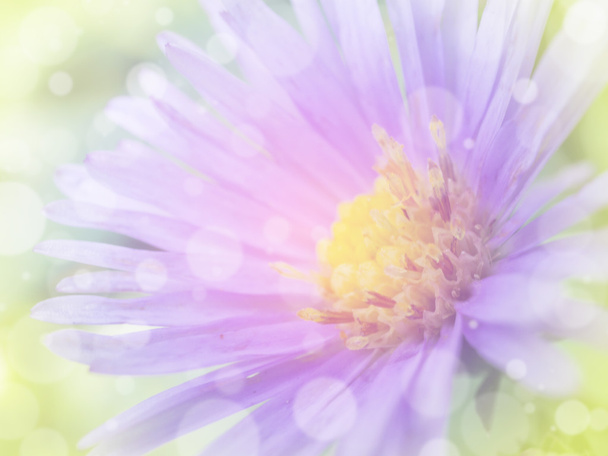 Квітка фон 35
 - Фото, зображення
