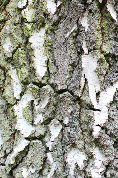 Corteccia d'albero
 - Foto, immagini