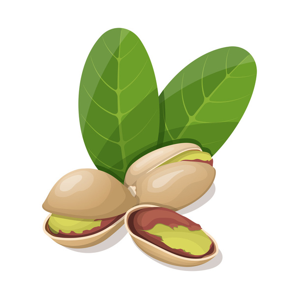 Pistachios with leafs isolated on white. Vector illustration. - Vector, Image