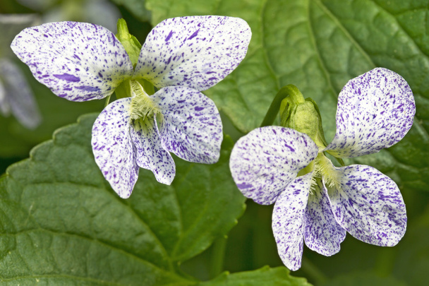 Φακιδωμένος λουλούδι μωβ (Viola sororia) - Φωτογραφία, εικόνα