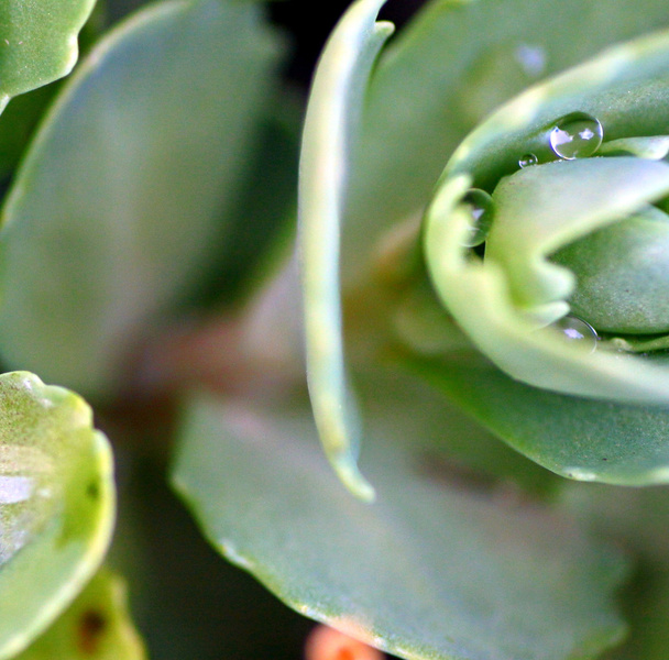 Saxifrage with fresh raindrops - Photo, Image
