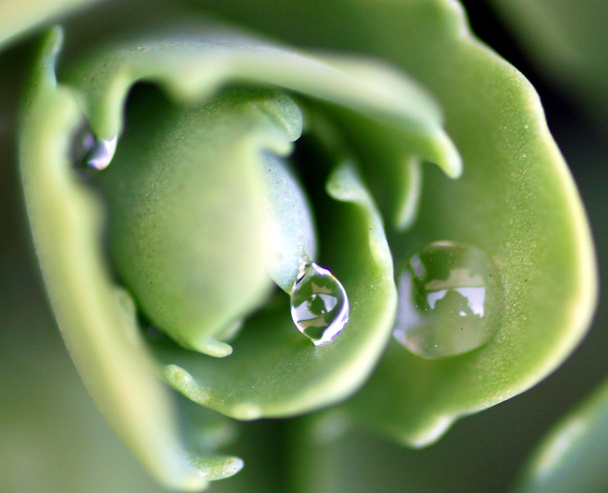 Лежача з свіжих краплі дощу - Фото, зображення