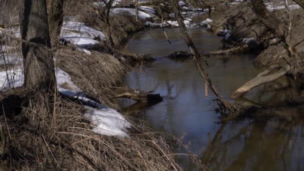 Orman nehir küçük şelaleler - Video, Çekim