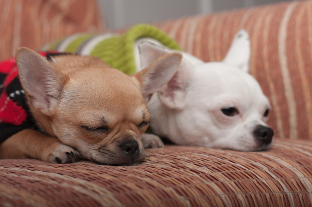 zwei Chihuahua-Hunde mit Pullovern auf Sofa liegend - Foto, Bild