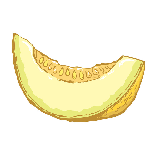 Melone. Disegno vettoriale
 - Vettoriali, immagini