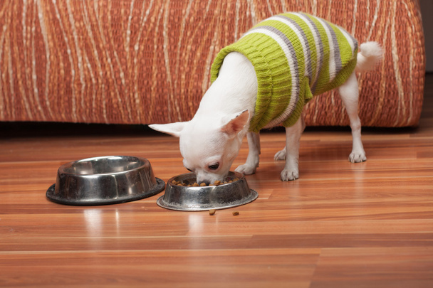 Chihuahua blanc habillé avec des granulés d'alimentation pullover à la maison
 - Photo, image