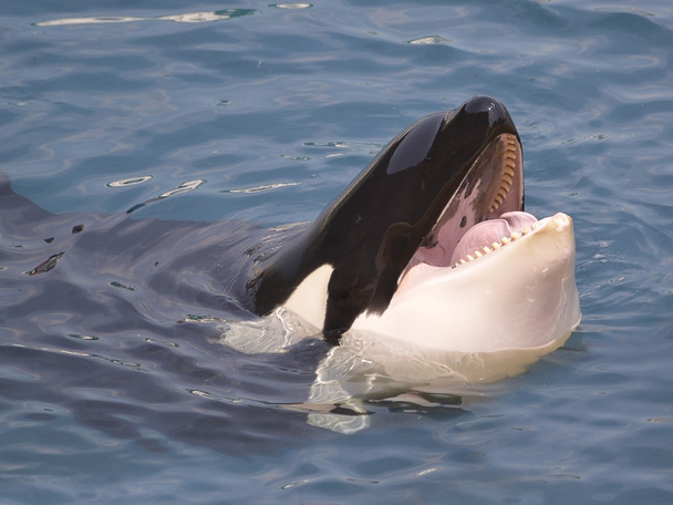 Επικεφαλής της φάλαινα δολοφόνος - Φωτογραφία, εικόνα