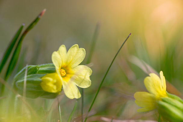 sárga virága a közös cowslip - Fotó, kép