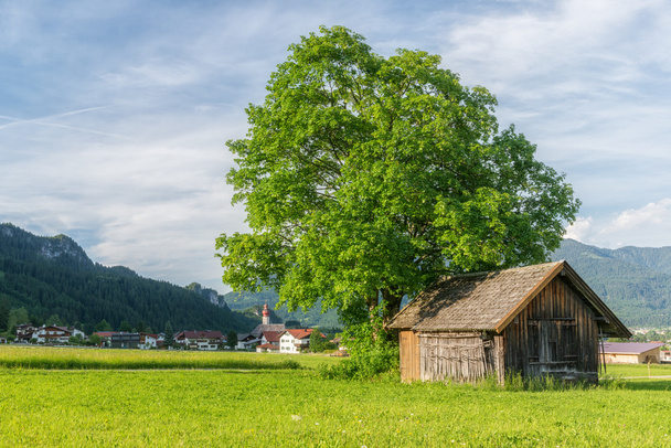 огромное дерево рядом со старым деревянным домом
 - Фото, изображение