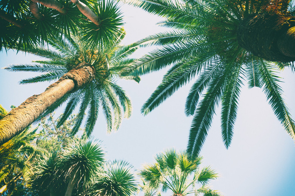 palm tree and sky - Valokuva, kuva
