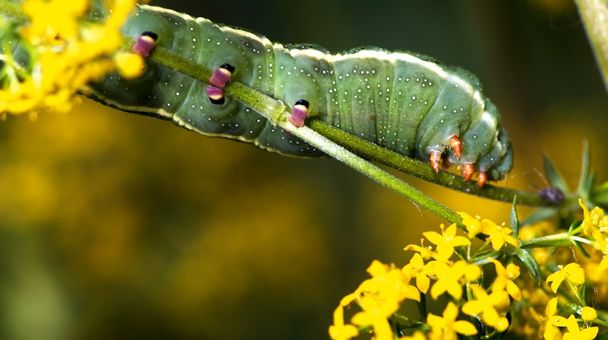larva kelebek - Fotoğraf, Görsel