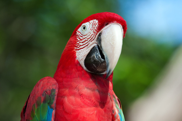 Red Macaw perched on a tree - Photo, Image