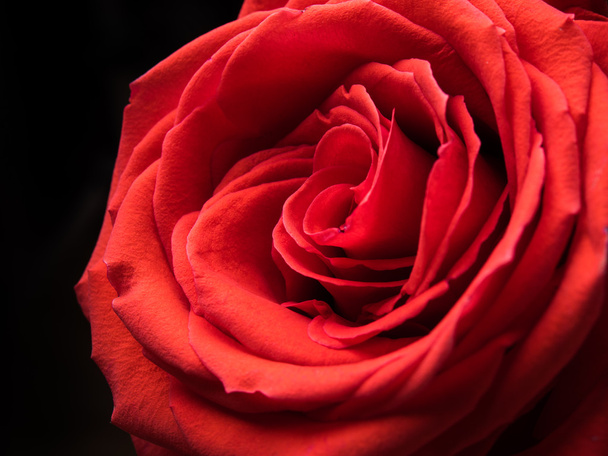 rosa flor macro tiro
 - Foto, Imagem