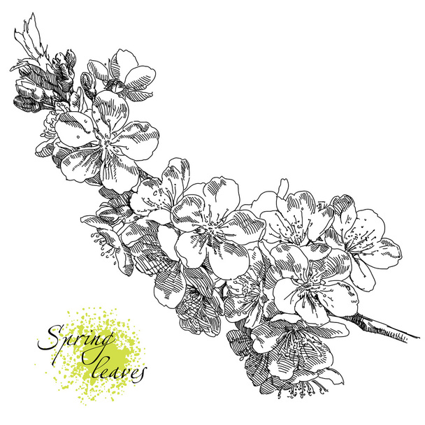 Belleza mano flores dibujadas
 - Vector, imagen