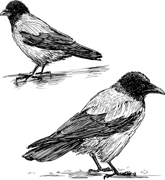 two big crows - Vektör, Görsel