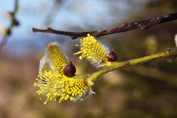 Blüte der Ziegenweide - Foto, Bild