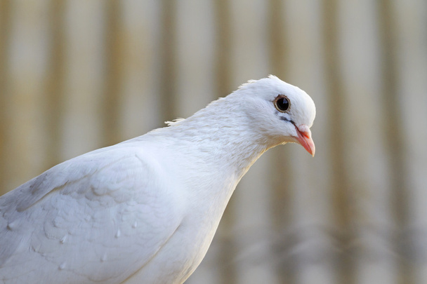 White homing pigeon - Foto, immagini