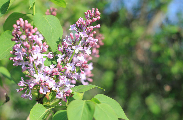 Blur blooming lilacs - Photo, Image