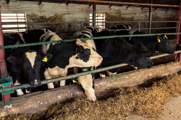 fekete-fehér milch tehenek eszik szénát záróréteg mögött - Fotó, kép