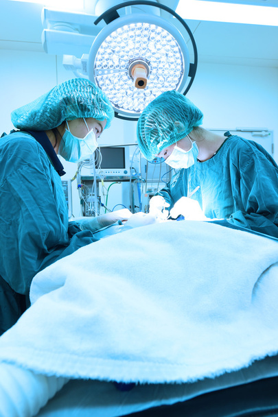 two veterinarian surgeons in operating room - Fotoğraf, Görsel