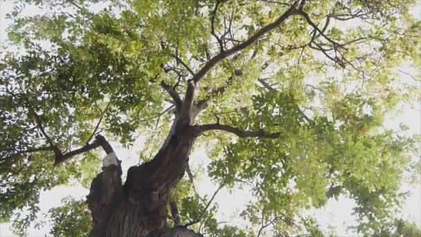 Bewegung des Blattes am Zweig eines großen Baumes bei Wind, Ameisenblick - Filmmaterial, Video