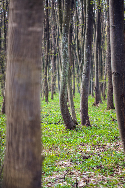 hornbeam forest in the spring - Foto, afbeelding