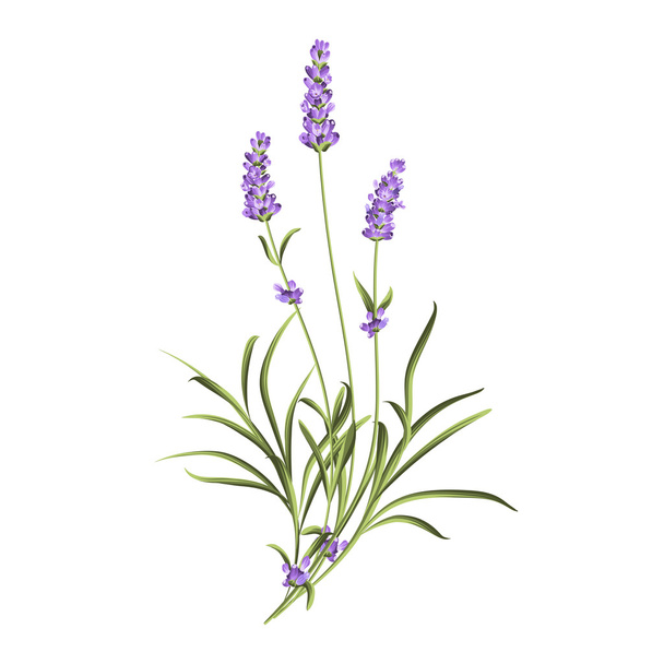 Set of lavender flowers elements - Vecteur, image